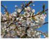 Blossoms2010_1.jpg