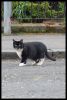 Cat2.jpg