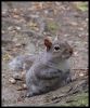 CheekySquirrel11.jpg