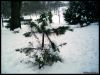 Christmas_Tree_that_Never_Was_by_kiaraneko.jpg