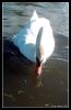 MuteSwan.jpg