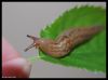 SluggySlug2.jpg