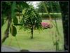 Tiny_Tree_by_kiaraneko.jpg