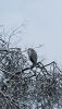 dec23snow6.jpg