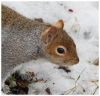 greysquirrel.jpg