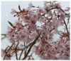 pinkblossoms_1.jpg