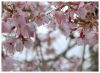 pinkblossoms_2.jpg